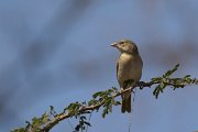 DPPhotography - Oman - Ruppell's weaver - A