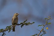 DPPhotography - Oman - Ruppell's weaver - B