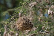 DPPhotography - Oman - Ruppell's weaver - C