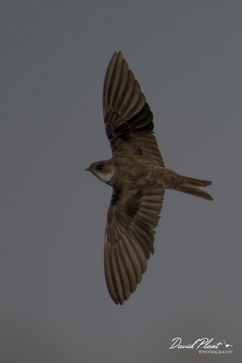 DPPhotography - Oman - Sand martin - B.jpg - Sand martin - Muntasar Oasis, Oman