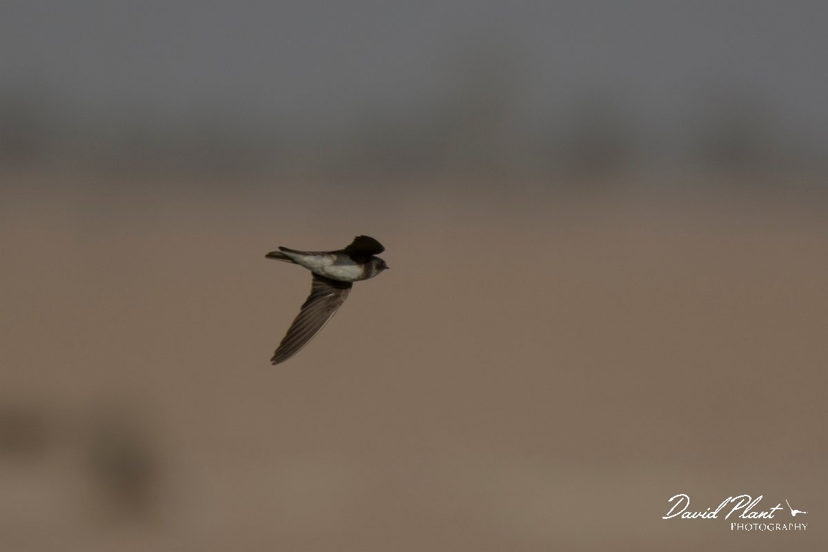 DPPhotography - Oman - Sand martin - F.jpg - Sand martin - Muntasar Oasis, Oman