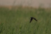 DPPhotography - Oman - Sand martin - A