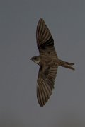DPPhotography - Oman - Sand martin - B