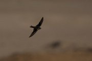 DPPhotography - Oman - Sand martin - C