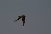 DPPhotography - Oman - Sand martin - D
