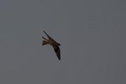 DPPhotography - Oman - Sand martin - E