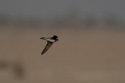 DPPhotography - Oman - Sand martin - F