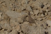 DPPhotography - Oman - Sand partridge - A