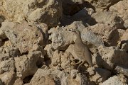 DPPhotography - Oman - Sand partridge - C