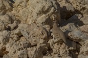 DPPhotography - Oman - Sand partridge - D