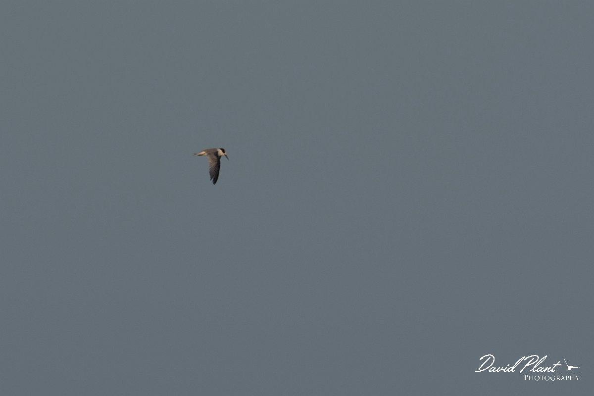 DPPhotography - Oman - Saunder's tern - B.jpg - Saunder's tern - Shinas mangroves, Oman