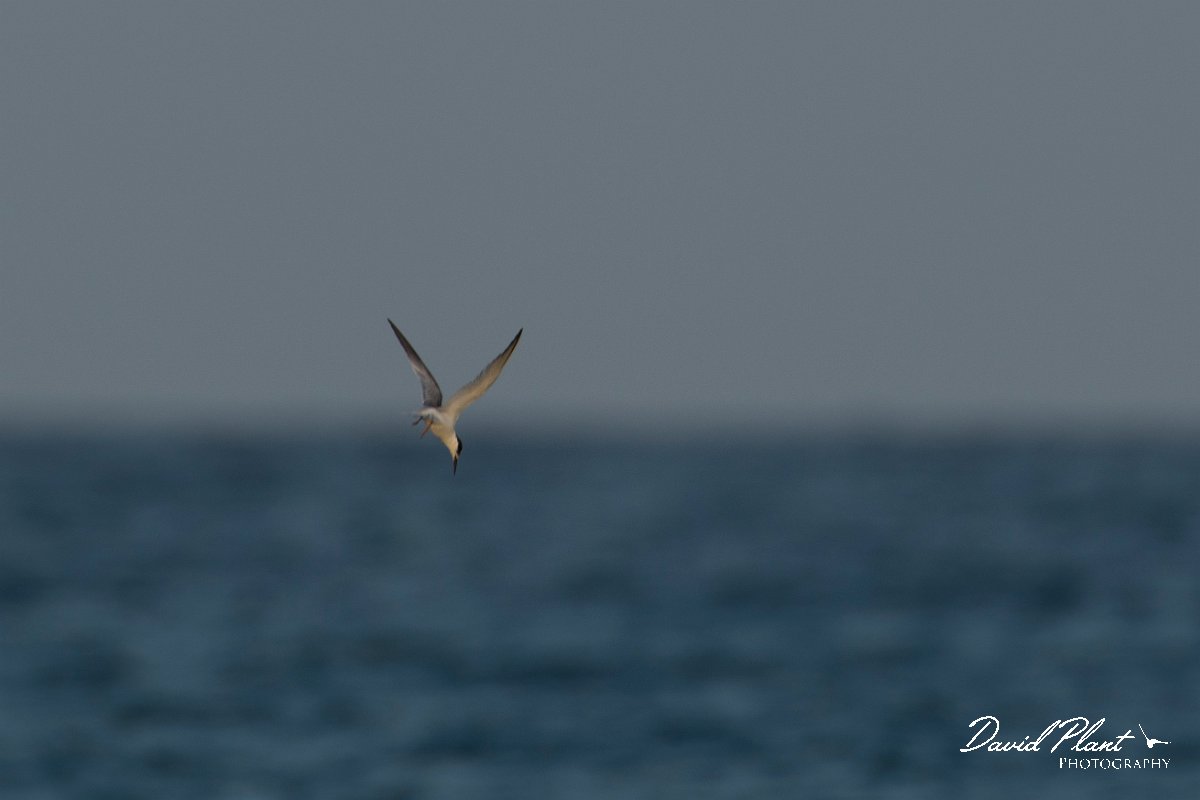 DPPhotography - Oman - Saunder's tern - C.jpg - Saunder's tern - Shinas mangroves, Oman