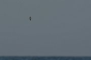 DPPhotography - Oman - Saunder's tern - A