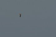 DPPhotography - Oman - Saunder's tern - B