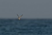 DPPhotography - Oman - Saunder's tern - C
