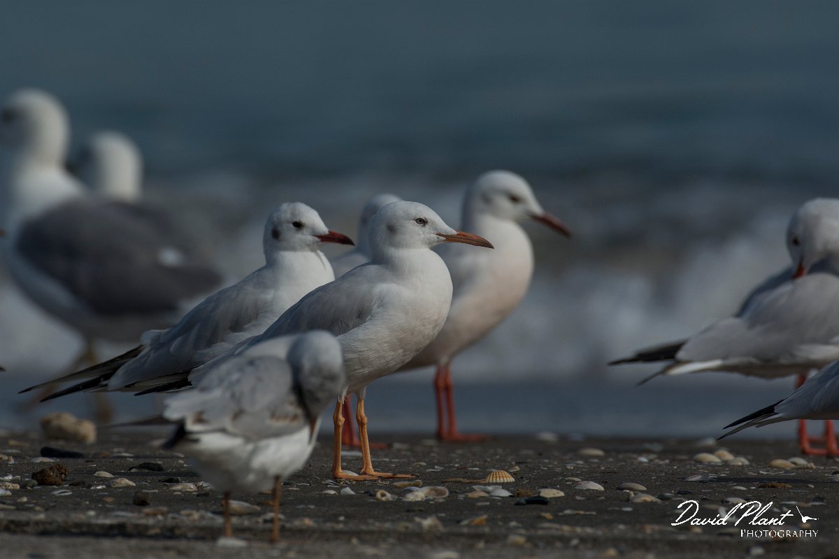 DPPhotography - Oman - Slender-billed gull - A.jpg - Slender-billed gull - Liwa, Oman