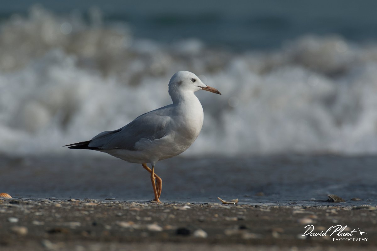 DPPhotography - Oman - Slender-billed gull - B.jpg - Slender-billed gull, juvenile - Liwa, Oman