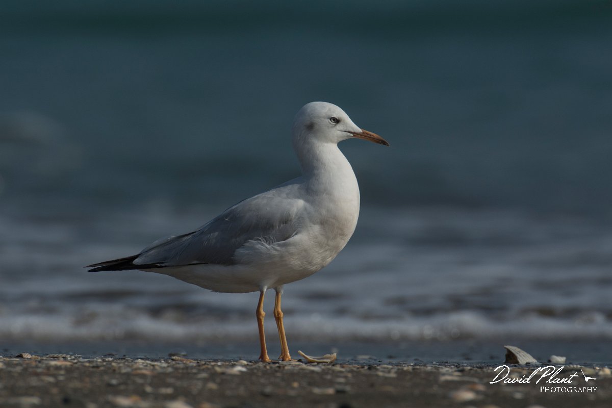 DPPhotography - Oman - Slender-billed gull - C.jpg - Slender-billed gull, juvenile - Liwa, Oman