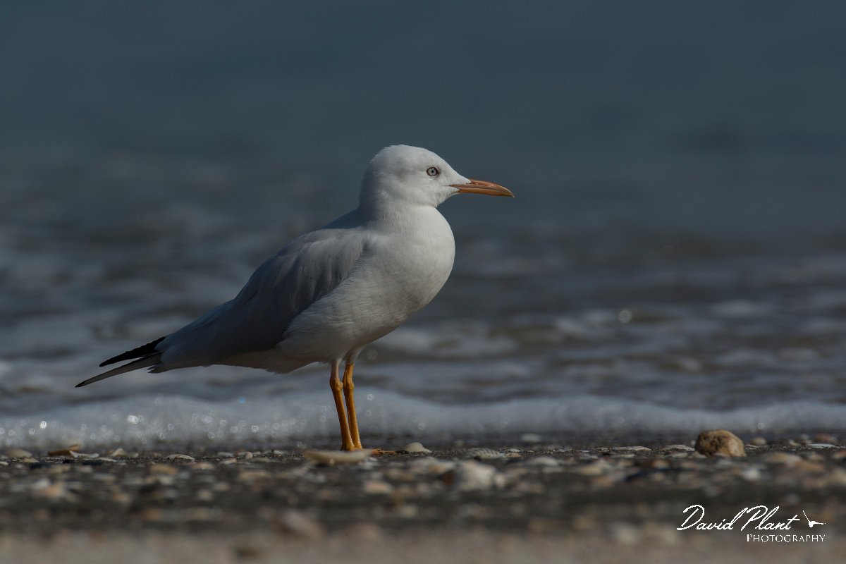 DPPhotography - Oman - Slender-billed gull - F.jpg - Slender-billed gull, juvenile - Liwa, Oman