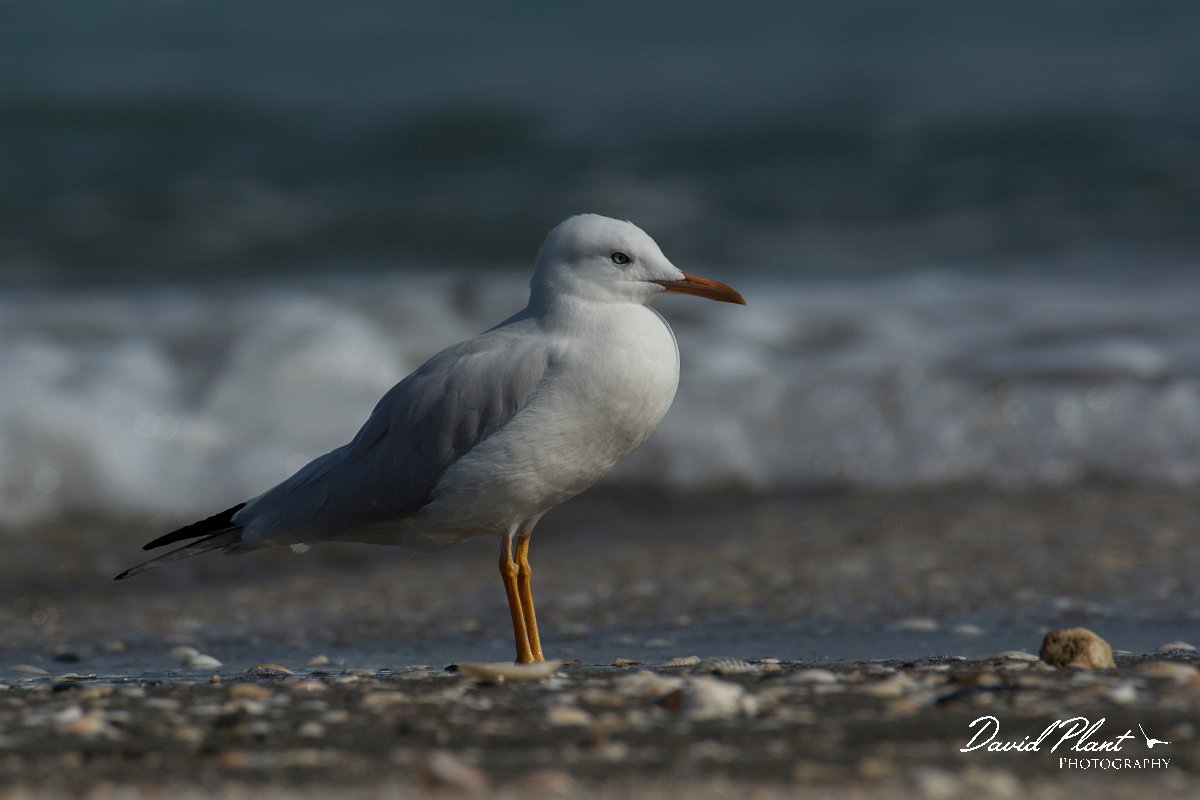 DPPhotography - Oman - Slender-billed gull - G.jpg - Slender-billed gull, juvenile - Liwa, Oman
