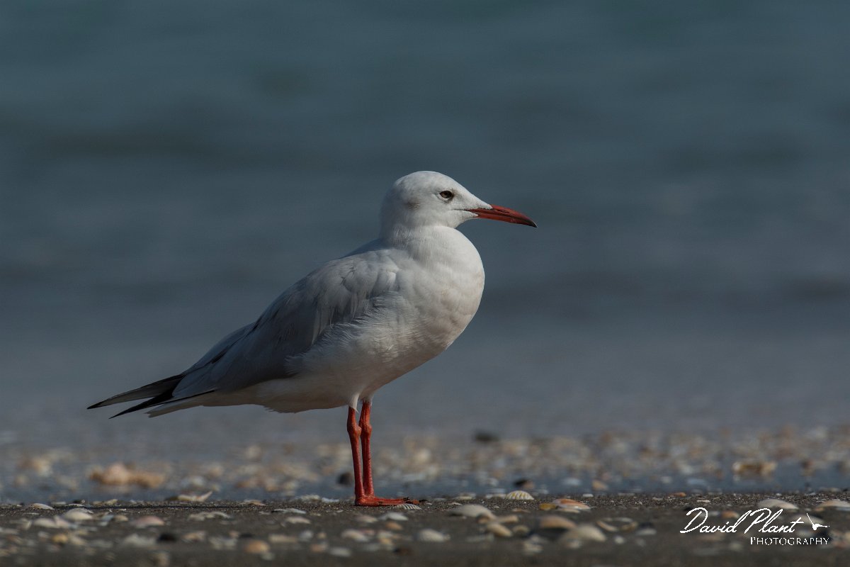 DPPhotography - Oman - Slender-billed gull - H.jpg - Slender-billed gull - Liwa, Oman
