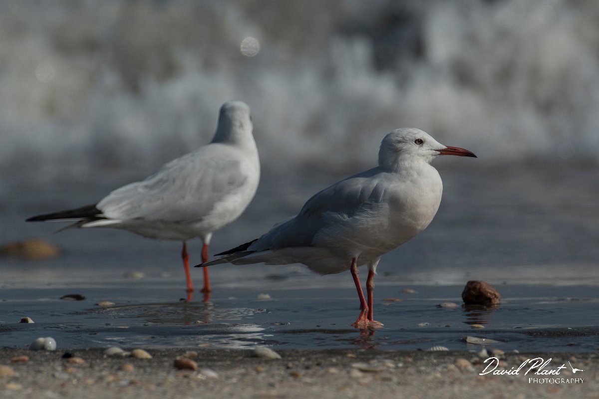 DPPhotography - Oman - Slender-billed gull - I.jpg - Slender-billed gull - Liwa, Oman