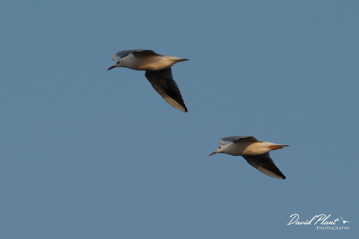 DPPhotography - Oman - Slender-billed gull - J.jpg - Slender-billed gull - Shinas mangroves, Oman