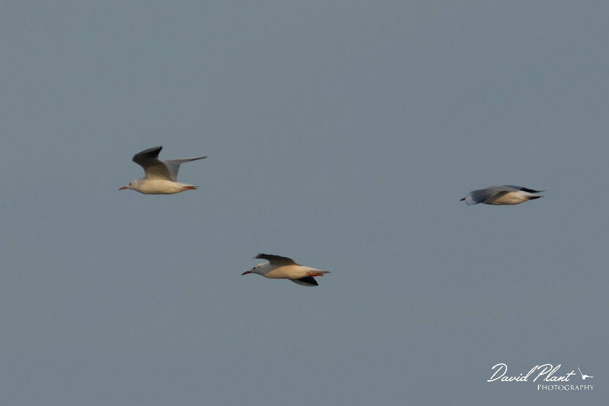 DPPhotography - Oman - Slender-billed gull - K.jpg - Slender-billed gull - Shinas mangroves, Oman