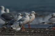 DPPhotography - Oman - Slender-billed gull - A