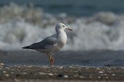 DPPhotography - Oman - Slender-billed gull - B