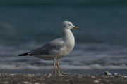 DPPhotography - Oman - Slender-billed gull - C