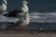 DPPhotography - Oman - Slender-billed gull - D