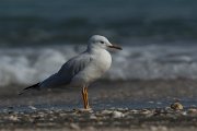DPPhotography - Oman - Slender-billed gull - G