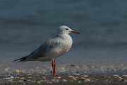 DPPhotography - Oman - Slender-billed gull - H
