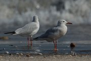 DPPhotography - Oman - Slender-billed gull - I