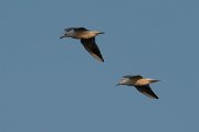 DPPhotography - Oman - Slender-billed gull - J