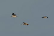 DPPhotography - Oman - Slender-billed gull - K