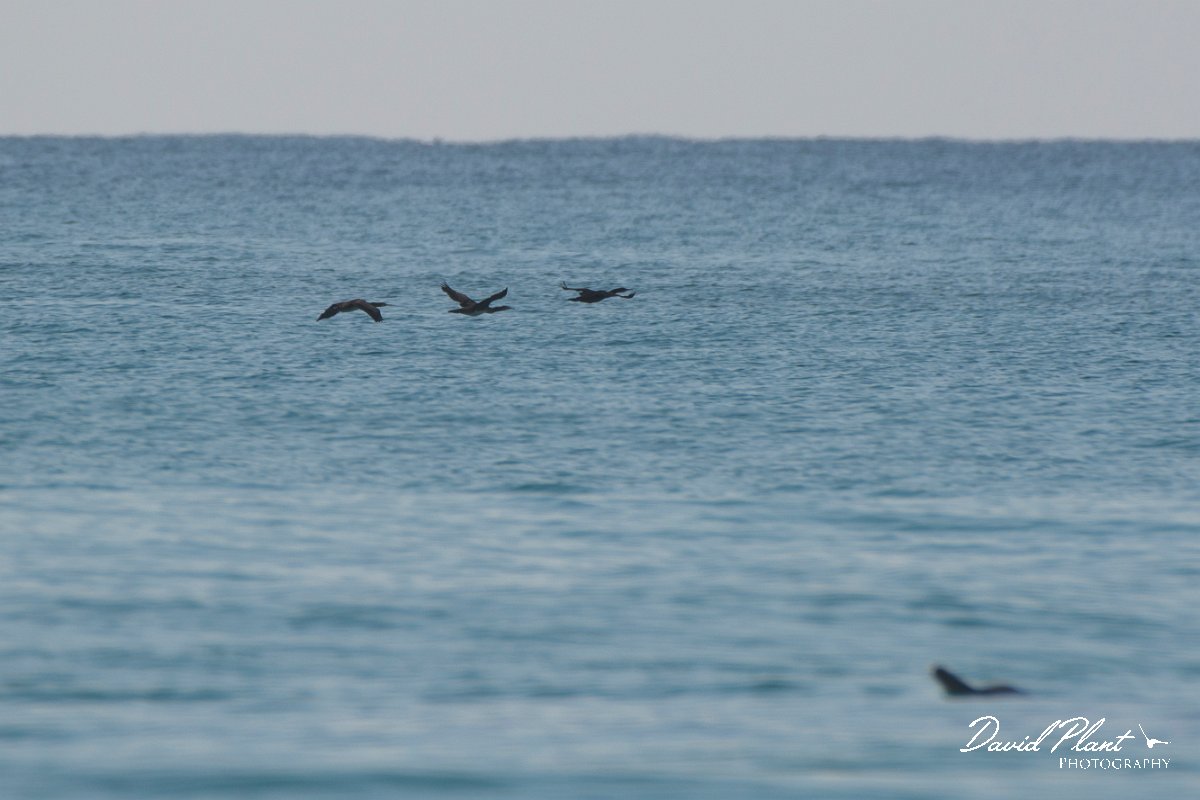 DPPhotography - Oman - Socotra cormorant - A.jpg - Socotra cormorant - Ash Shuwaymiyyah beach, Oman