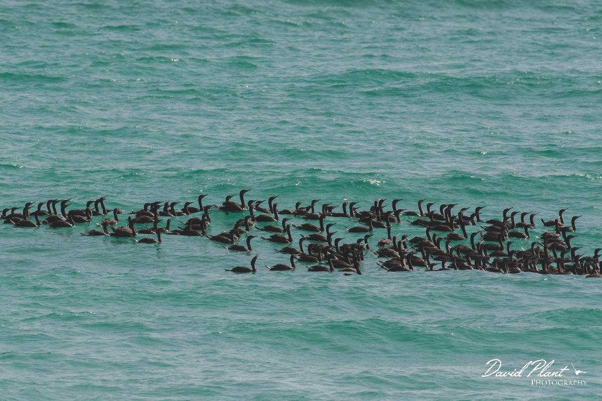 DPPhotography - Oman - Socotra cormorant - C.jpg - Socotra cormorant - Mughsayl Beach, Oman