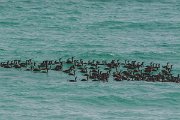DPPhotography - Oman - Socotra cormorant - C