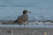 DPPhotography - Oman - Sooty gull - A