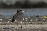 DPPhotography - Oman - Sooty gull - B