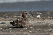 DPPhotography - Oman - Sooty gull - C