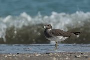 DPPhotography - Oman - Sooty gull - D