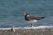 DPPhotography - Oman - Sooty gull - E