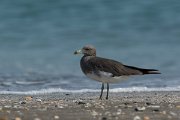 DPPhotography - Oman - Sooty gull - F