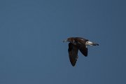 DPPhotography - Oman - Sooty gull - G