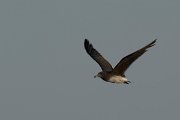 DPPhotography - Oman - Sooty gull - H