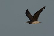DPPhotography - Oman - Sooty gull - I