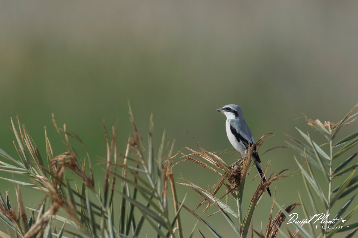 DPPhotography - Oman - Southern grey shrike - A.jpg - Southern grey shrike - Muntasar Oasis, Oman